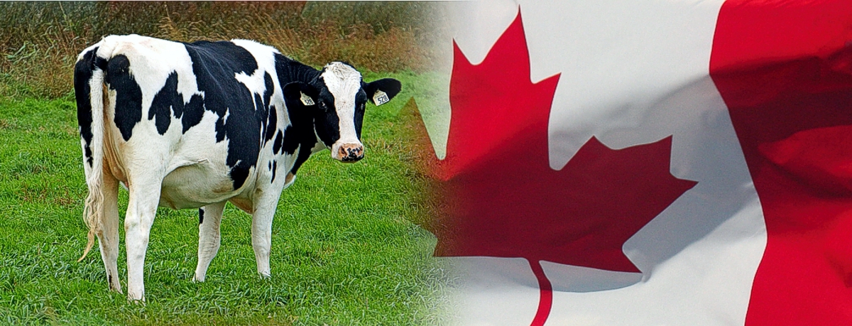 Dairy cow Canada