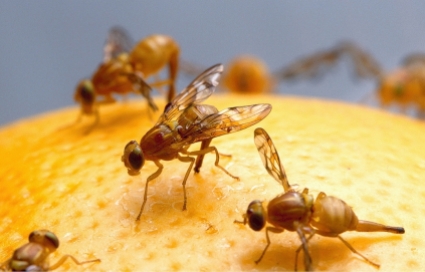 Fruit fly: obstacle to development