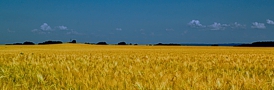 Ukraine cornfield