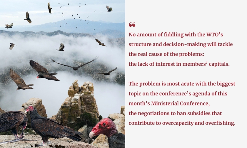 Quote alongside the whole of an image of vultures circling over mountains and low clouds, some on near ground. The quote reads: no amount of fiddling with the WTO’s structure and decision-making will tackle the real cause of the problems: the lack of interest in members’ capitals. The problem is most acute with the biggest topic on the conference’s agenda of this month’s Ministerial Conference, the negotiations to ban subsidies that contribute to overcapacity and overfishing.