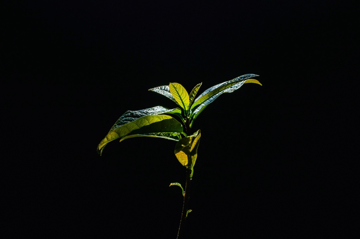 A shoot with sunlit leaves against a large black background